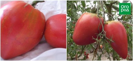 Сорта томатов для выращивания в открытом грунте